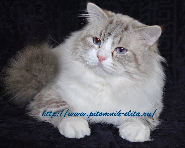 NEVA MASQUERADE cat, Бальзак Russian Sharm