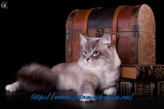 Невский Маскарадный кот, питомник 
