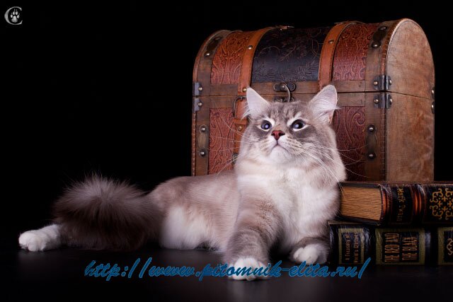 Невский Маскарадный кот, питомник 