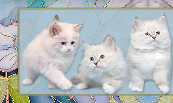 Невский Маскарадный котенок. Невские Маскарадные киска, коты и котята, питомник 