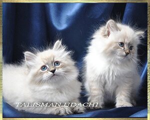 Невские Маскарадные котята. Neva Masquerade kittens. Newa Masquerade Katzen