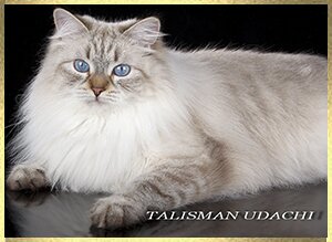 Невская Маскарадная порно эротика. Neva Masquerade kittens. Newa Masquerade Katzen
