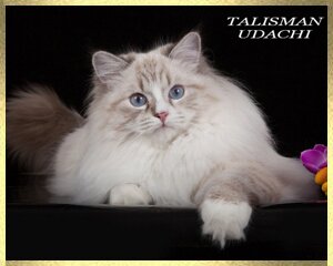 Невская Маскарадная порно эротика. Neva Masquerade kittens. Newa Masquerade Katzen
