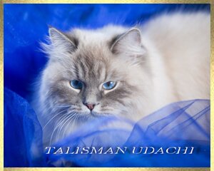 Невская Маскарадная порно эротика. Neva Masquerade kittens. Newa Masquerade Katzen