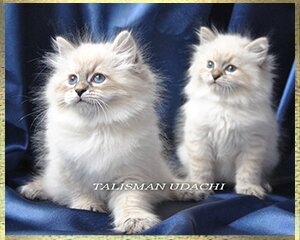 Невские Маскарадные котята. Neva Masquerade kittens. Newa Masquerade Katzen
