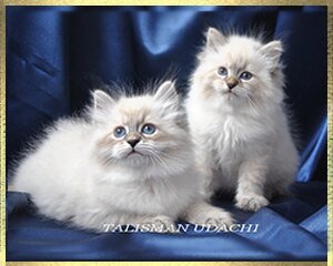 Невские Маскарадные котята. Neva Masquerade kittens. Newa Masquerade Katzen